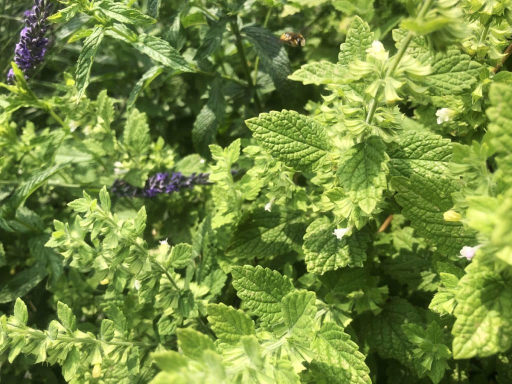 Top 10 des plantes médicinales à cultiver dans votre jardin Top 10 des plantes médicinales à cultiver dans votre jardin