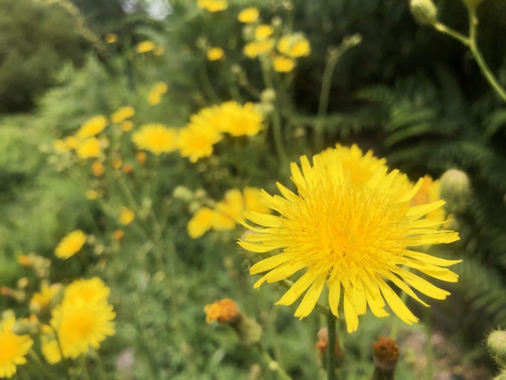 La permaculture : qu'est-ce que c'est ? Explications et exemples concrets