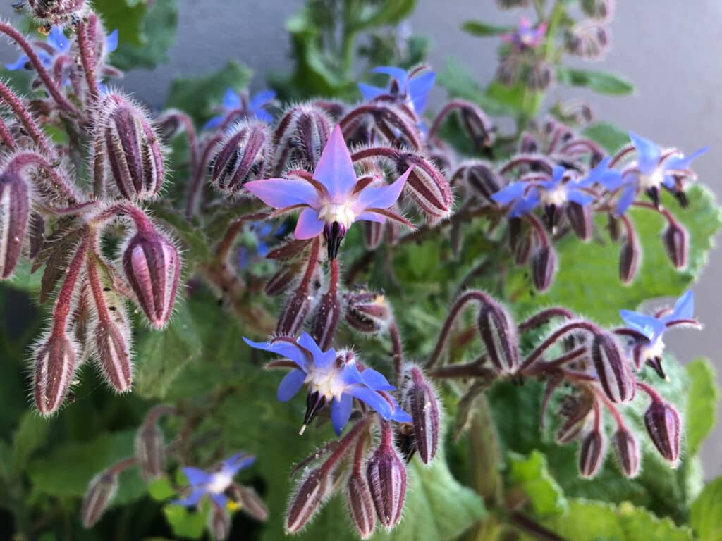 Plantes mellifères : Quand et Quoi semer ? Liste et Guide complet