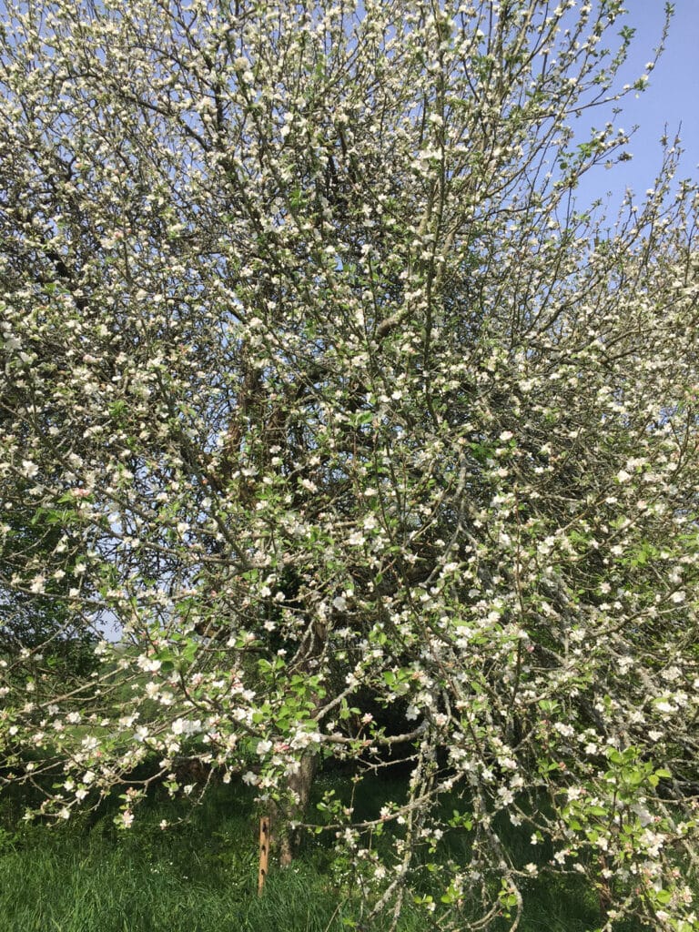 Plantes mellifères : Quand et Quoi semer ? Liste et Guide complet