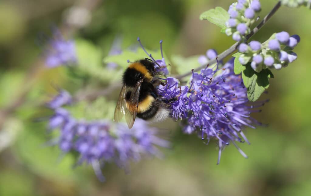Plantes mellifères : Quand et Quoi semer ? Liste et Guide complet