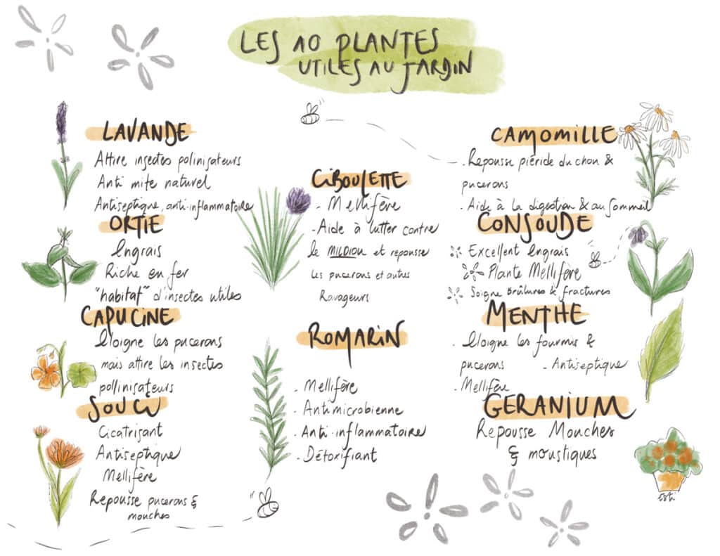 Top 10 des plantes aromatiques utiles au jardin et au potager