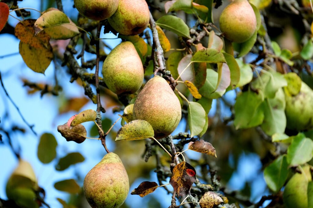Saison de la poire, bienfaits sur la santé, variétés : tout ce que tu dois savoir !