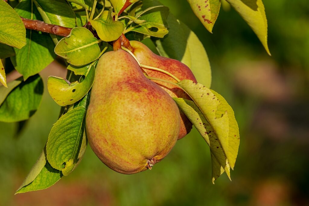Saison de la poire, bienfaits sur la santé, variétés : tout ce que tu dois savoir !