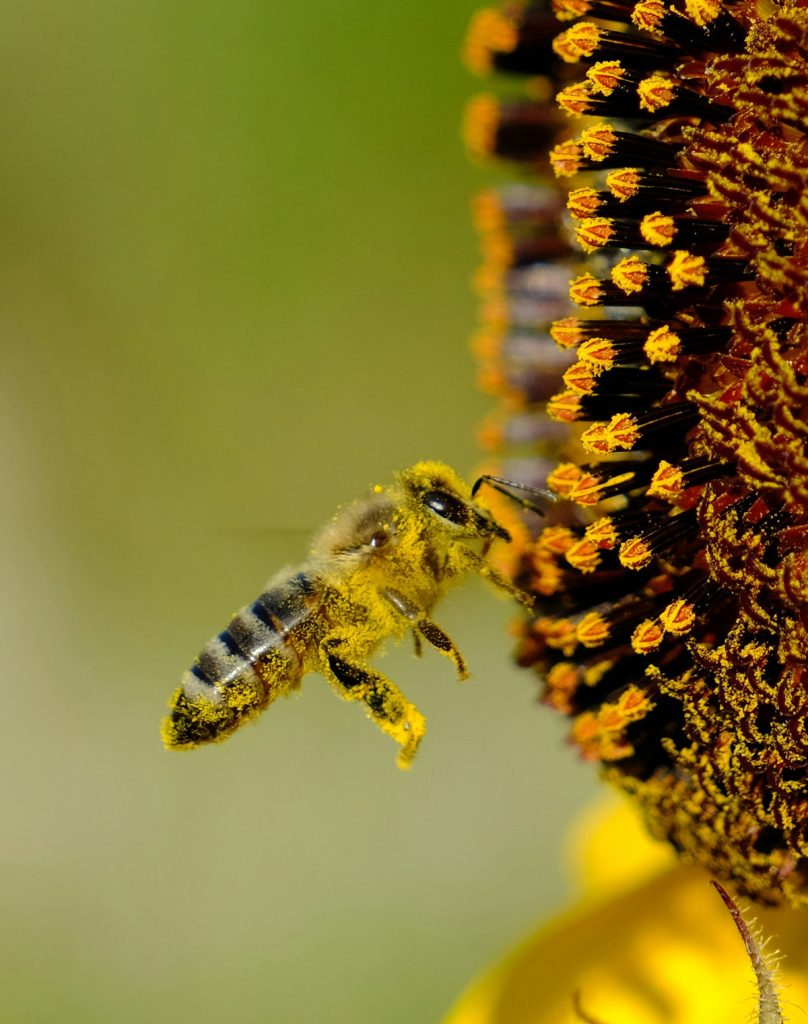 Pollen d’abeille : Quels sont ses bienfaits ? Comment l'utiliser ?