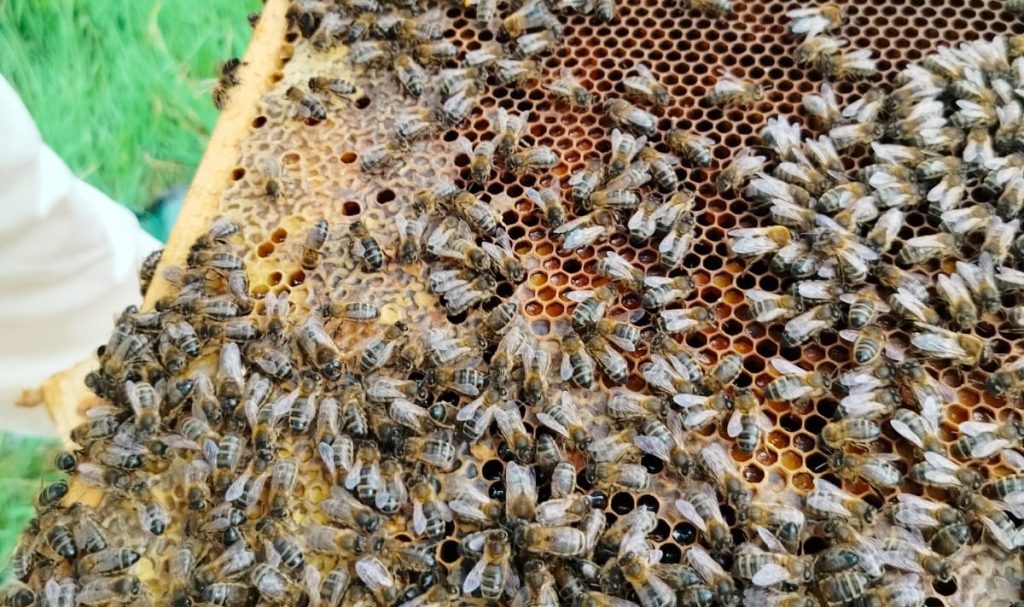 Pollen d’abeille : Quels sont ses bienfaits ? Comment l'utiliser ?