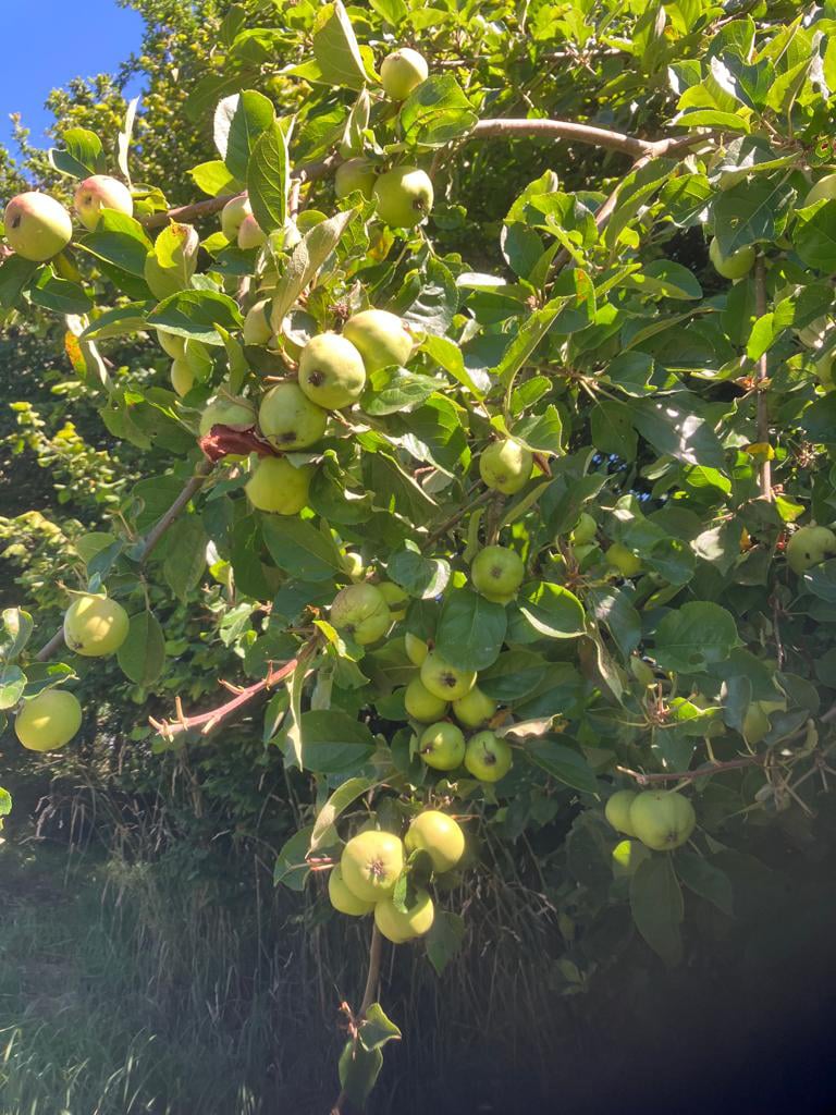 Comment faire une haie gourmande dans son jardin ? Nos conseils Comment faire une haie gourmande dans son jardin ? Nos conseils