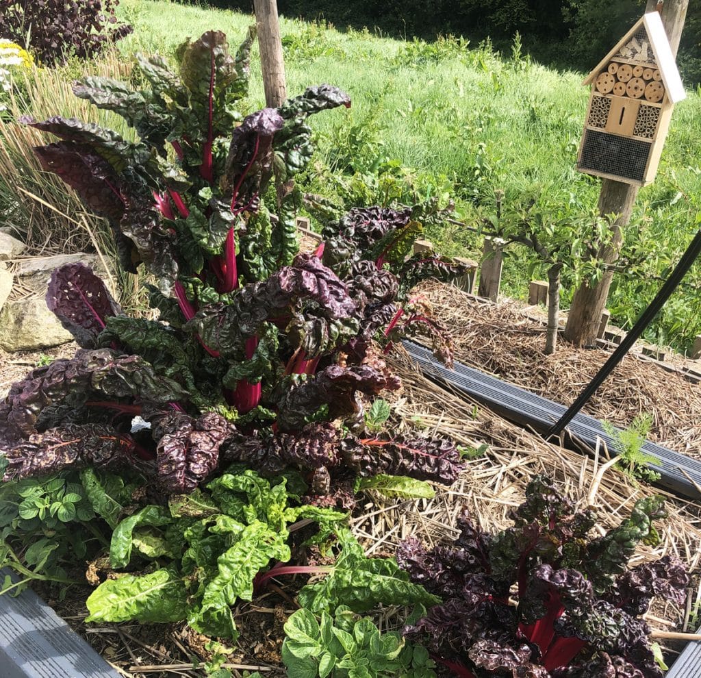 Guide des légumes de saison : le calendrier mois par mois