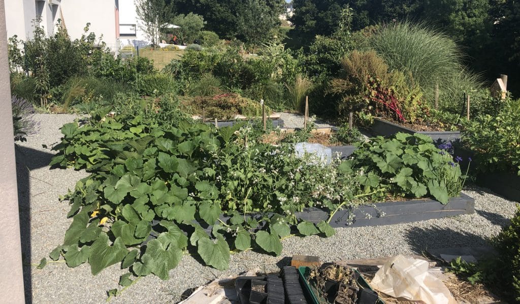 J'ai transformé ma pelouse en potager ! [GUIDE]
