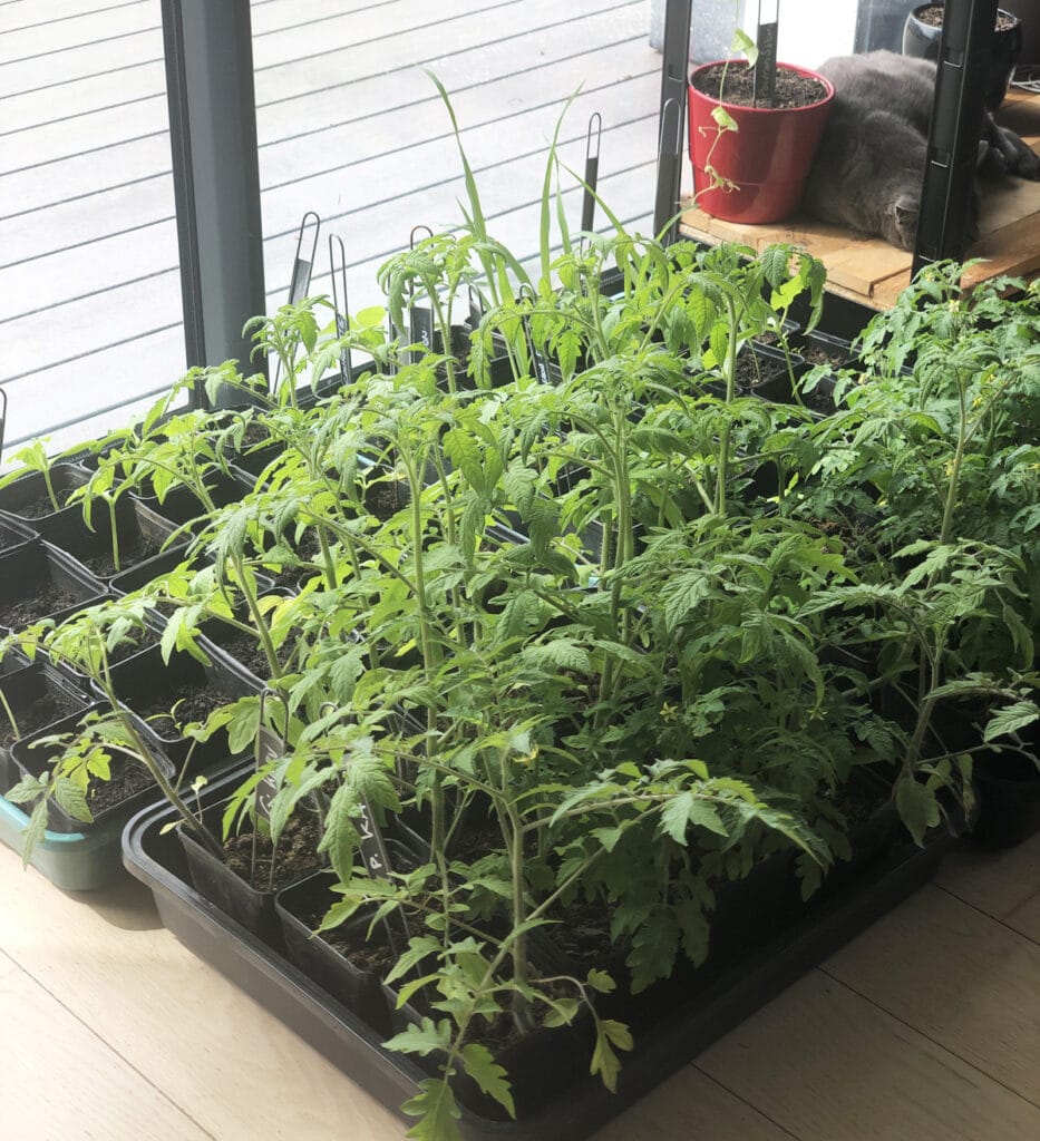 Tomates anciennes : origine, avantages, variétés à cultiver chez soi… le guide complet !
