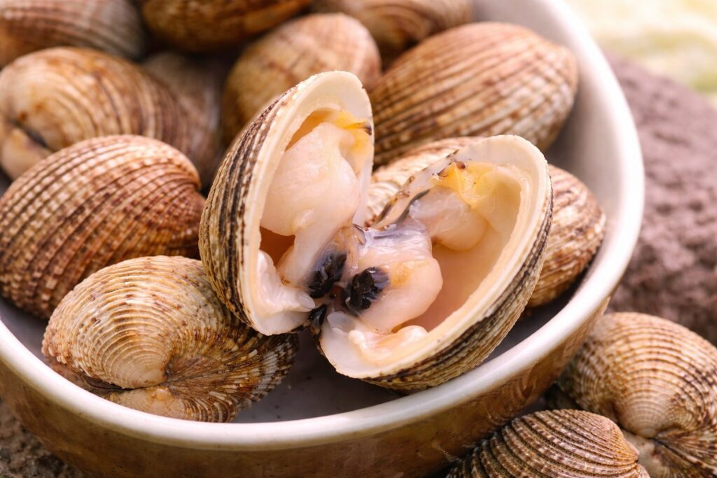 Praire : pêche à pied, saison, goût, cuisson, conseils Praire : pêche à pied, saison, goût, cuisson, conseils
