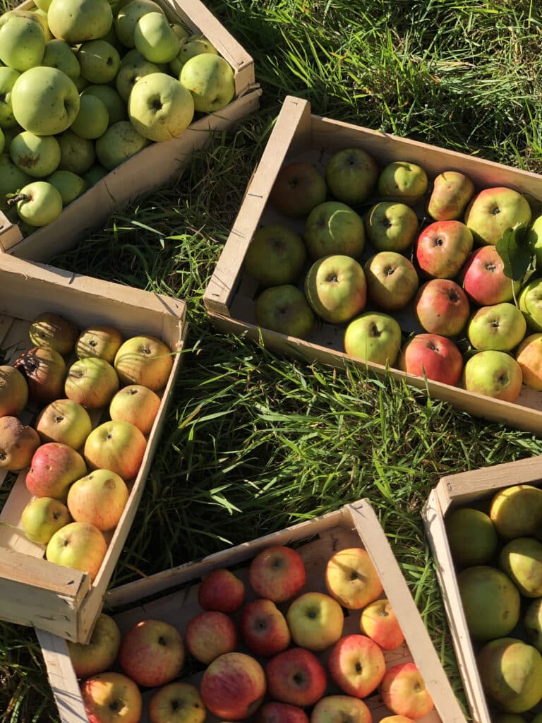 Combien de kilos de pomme pour faire un litre de cidre ?