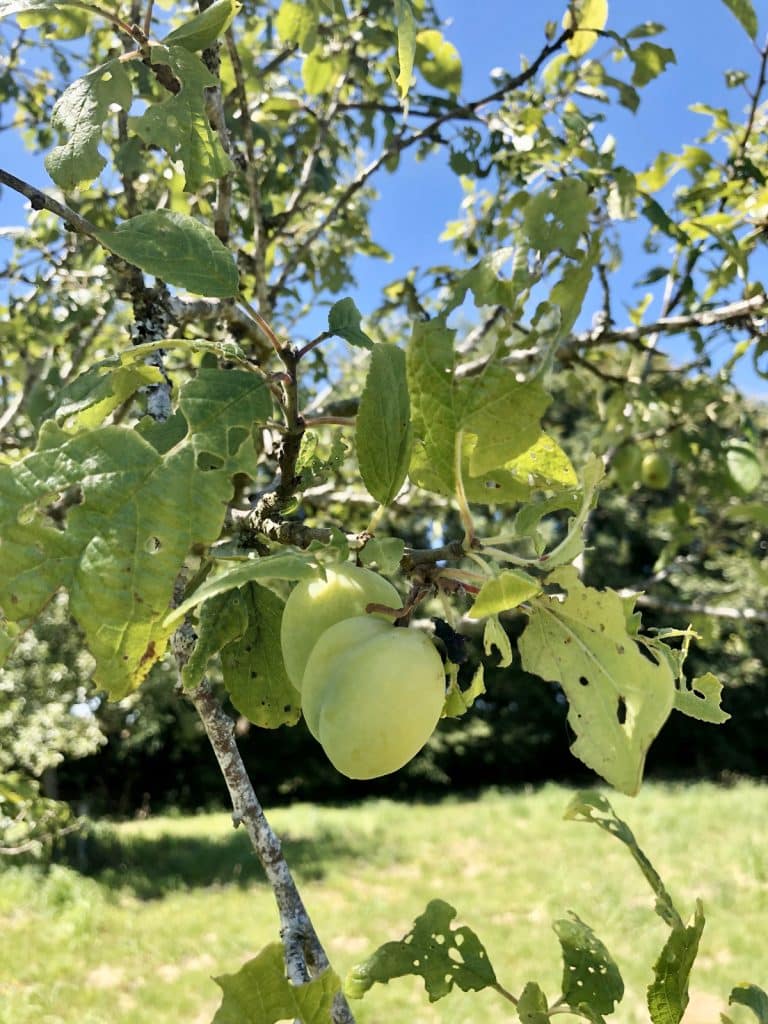 Comment faire une haie gourmande dans son jardin ? Nos conseils Comment faire une haie gourmande dans son jardin ? Nos conseils