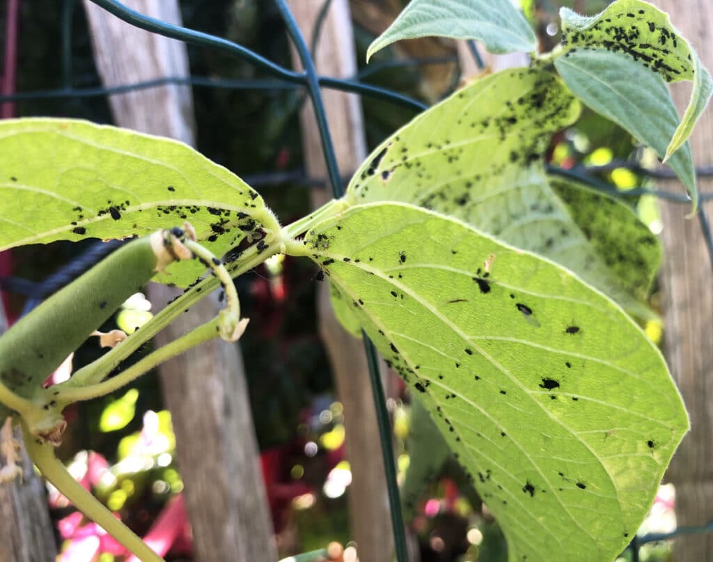 Lutter contre les nuisibles avec des coccinelles : intérêt et mode d'emploi