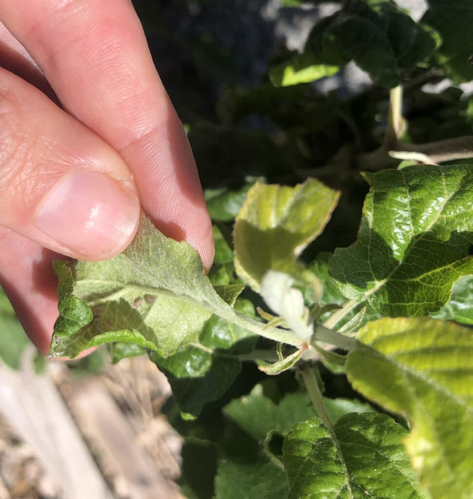 Lutter contre les nuisibles avec des coccinelles : intérêt et mode d'emploi