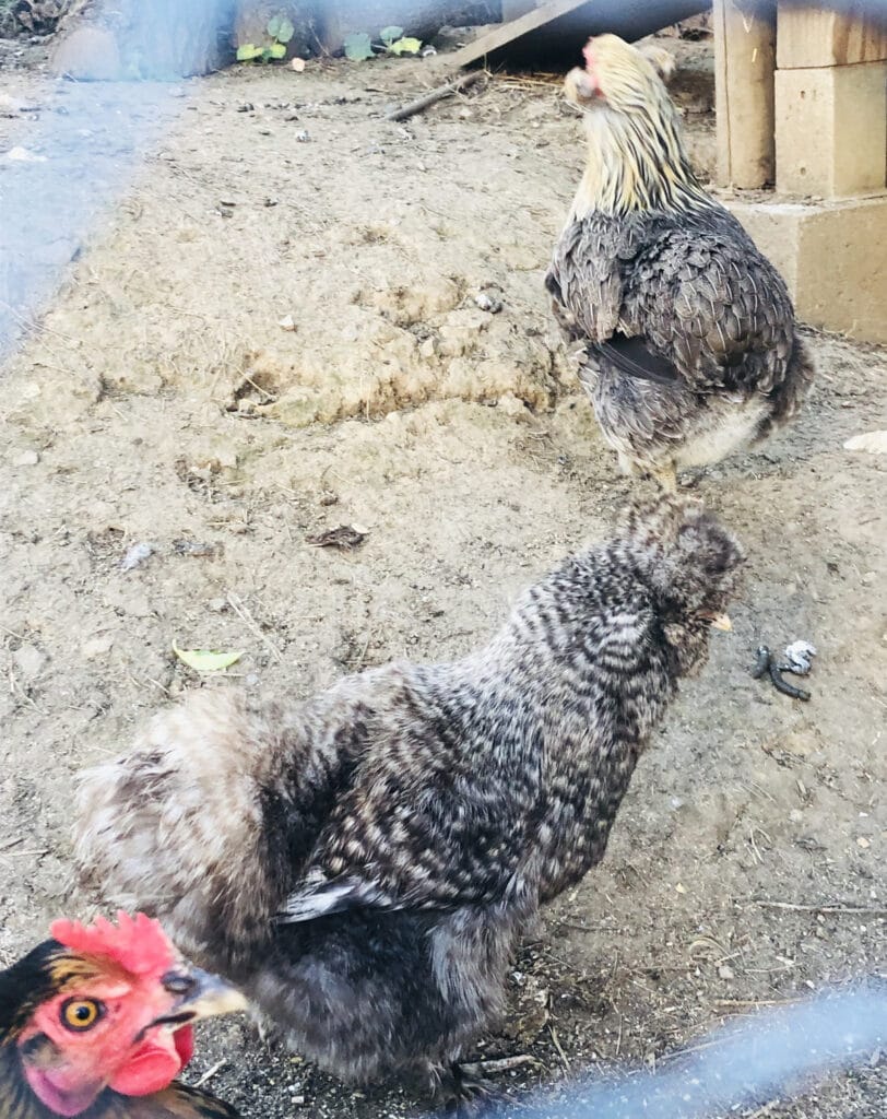 Accueillir des poules : les 7 bonnes questions à se poser avant de sauter le pas !