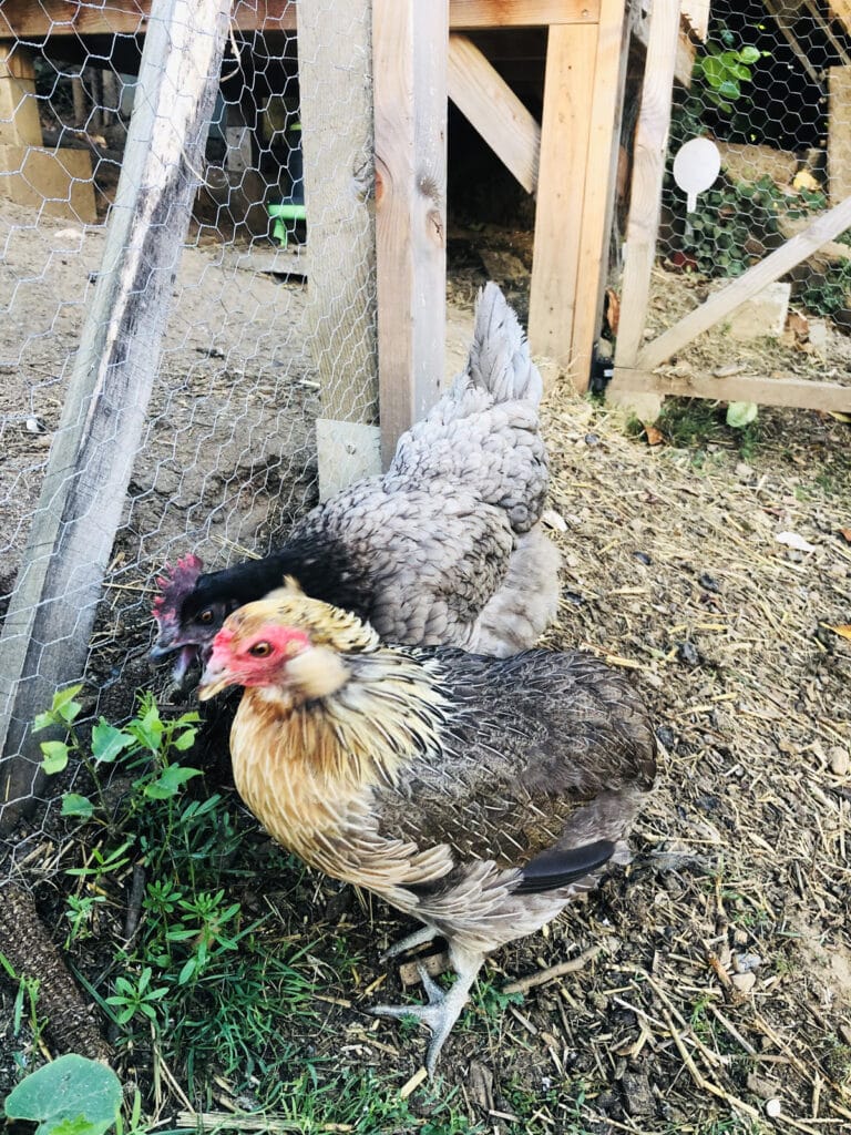 Accueillir des poules : les 7 bonnes questions à se poser avant de sauter le pas !