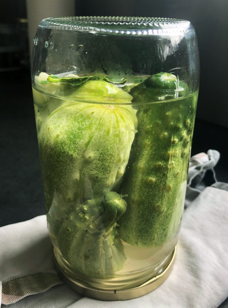 Le Cornichon : Origine, Bienfaits, Cultures... et idées de recettes ! Le Cornichon : Origine, Bienfaits, Cultures... et idées de recettes !