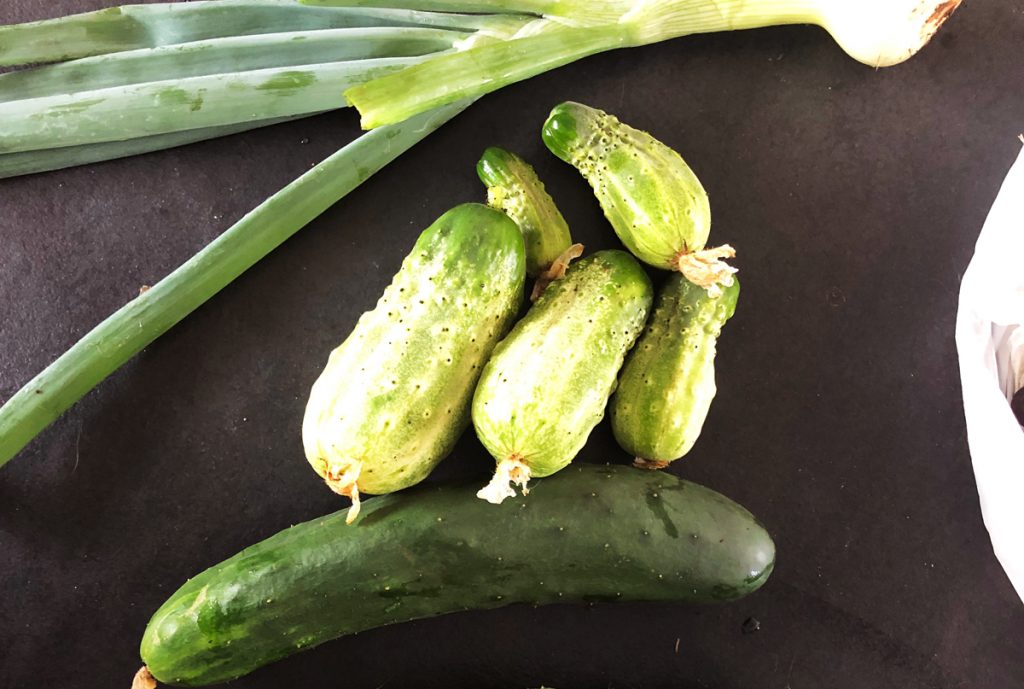 Le Cornichon : Origine, Bienfaits, Cultures... et idées de recettes ! Le Cornichon : Origine, Bienfaits, Cultures... et idées de recettes !