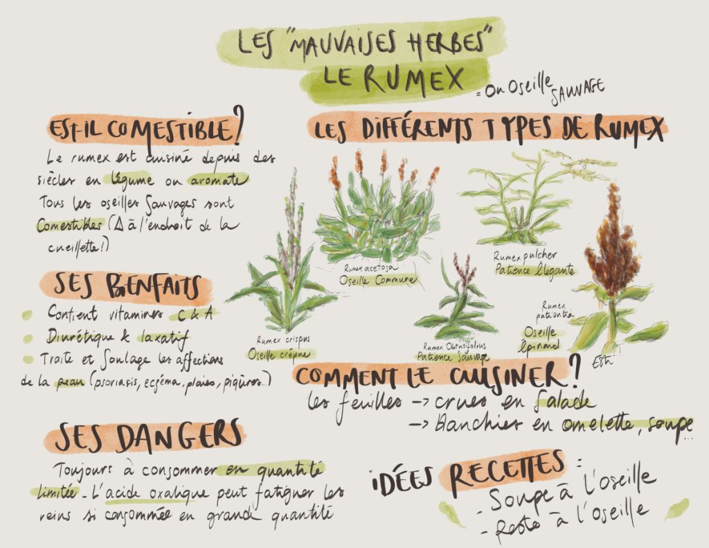 Le rumex, plante sauvage, est-il comestible ? Bienfaits et infos