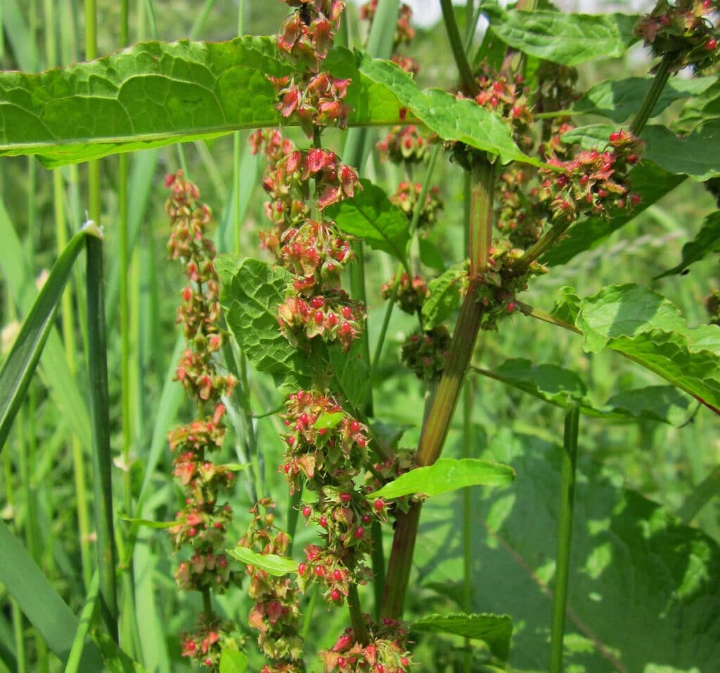Le rumex, plante sauvage, est-il comestible ? Bienfaits et infos