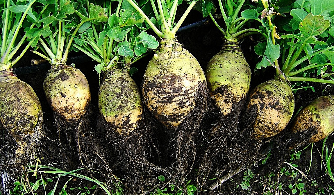 Le Rutabaga : un légume ancien à redécouvrir absolument ! Le Rutabaga : un légume ancien à redécouvrir absolument !