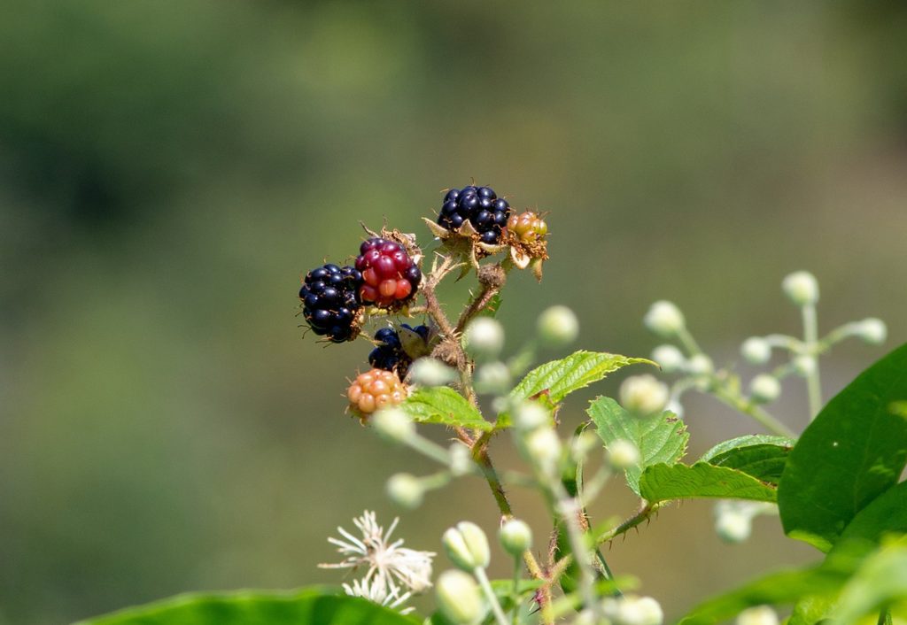 Mûres sauvages : Saison, Bienfaits, Cueillette et Conservation