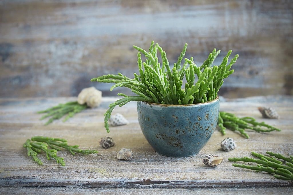 La Salicorne, une plante sauvage locale à goûter absolument ! La Salicorne, une plante sauvage locale à goûter absolument !