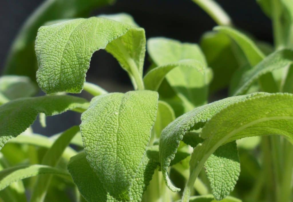 Top 10 des plantes médicinales à cultiver dans votre jardin Top 10 des plantes médicinales à cultiver dans votre jardin