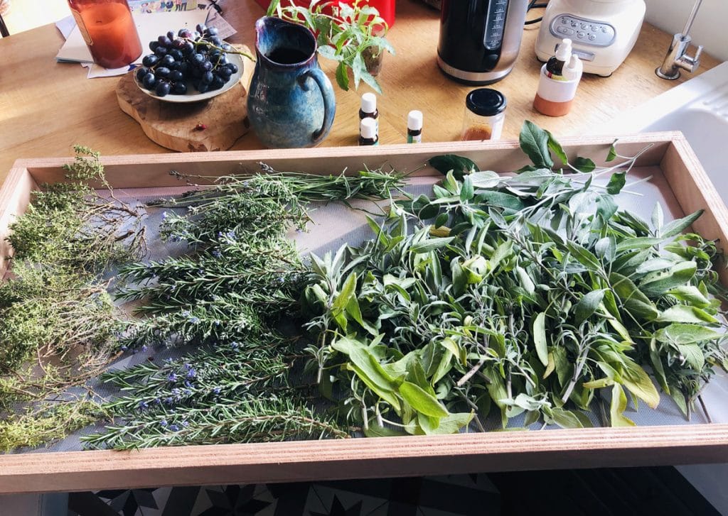 Cueillir des Plantes Sauvages 🌿 : LA Formation, complète et géniale Cueillir des Plantes Sauvages 🌿 : LA Formation, complète et géniale