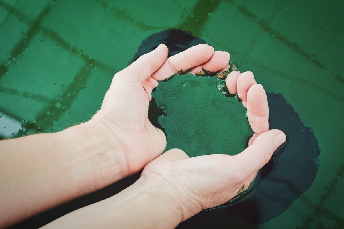 Spiruline : qu'est ce que c'est et quels bienfaits ? [GUIDE]