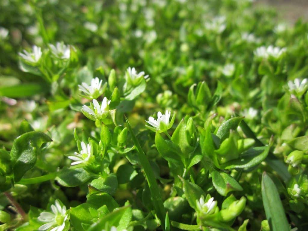 Les "mauvaises herbes" (adventices) : des alliées pour votre jardin !