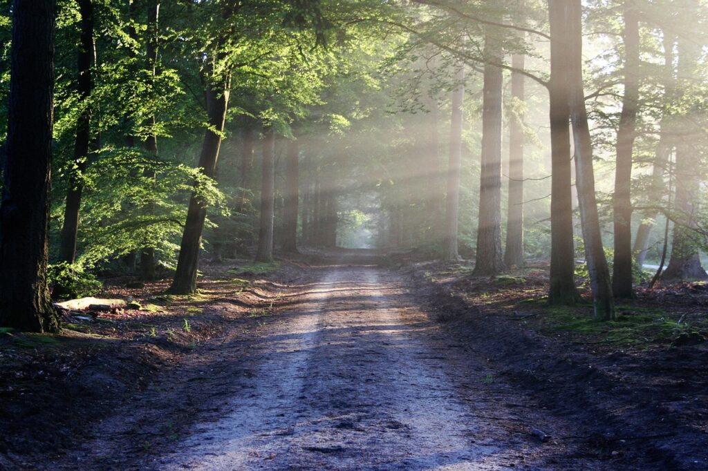 Sylvothérapie : bienfaits, activités et conseils en forêt