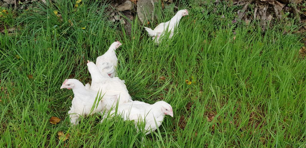 Quel est l'impact de l'agriculture sur la biodiversité et les écosystèmes ? Quel est l'impact de l'agriculture sur la biodiversité et les écosystèmes ?