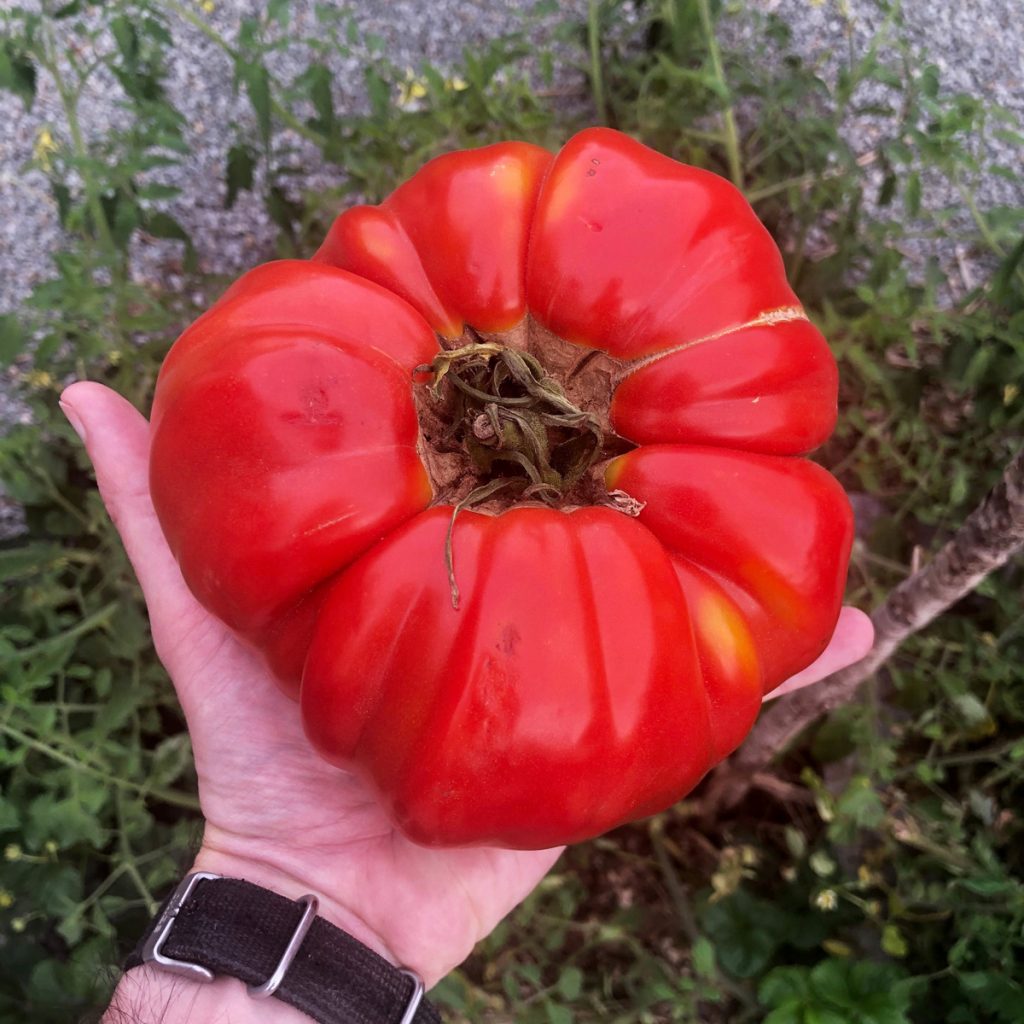 Tomates anciennes : origine, avantages, variétés à cultiver chez soi… le guide complet !