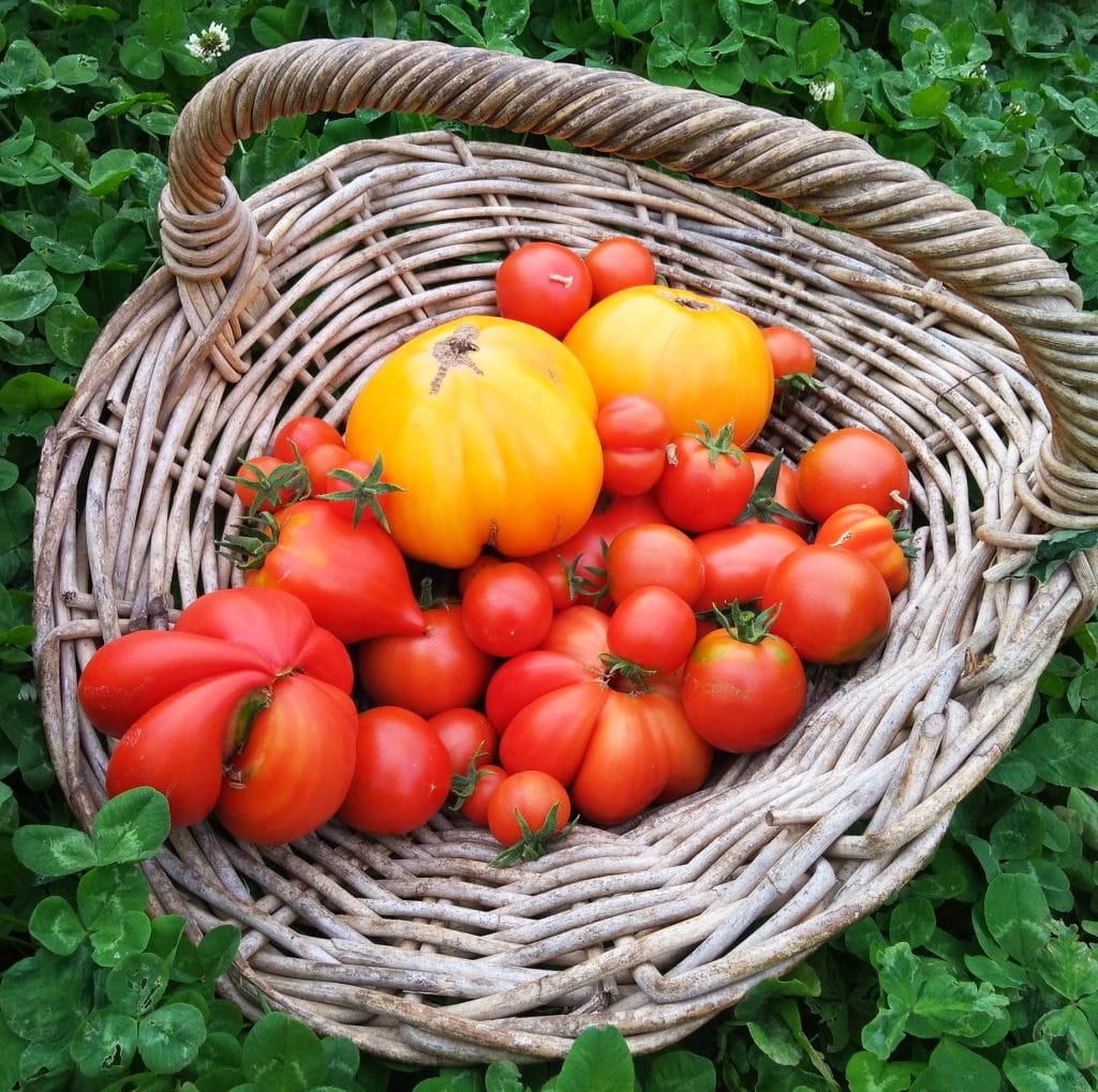 Quelle est la saison de la Tomate en France ? Calendrier et Explications