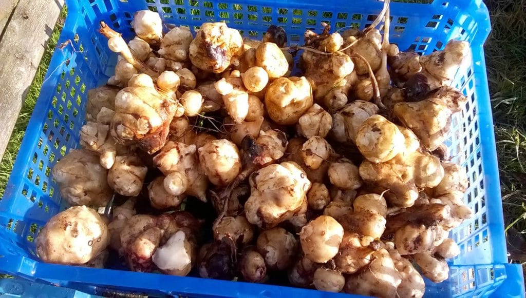 Le topinambour : saison, bienfaits, conservation, recettes, etc !
