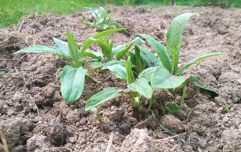 Le topinambour : saison, bienfaits, conservation, recettes, etc !