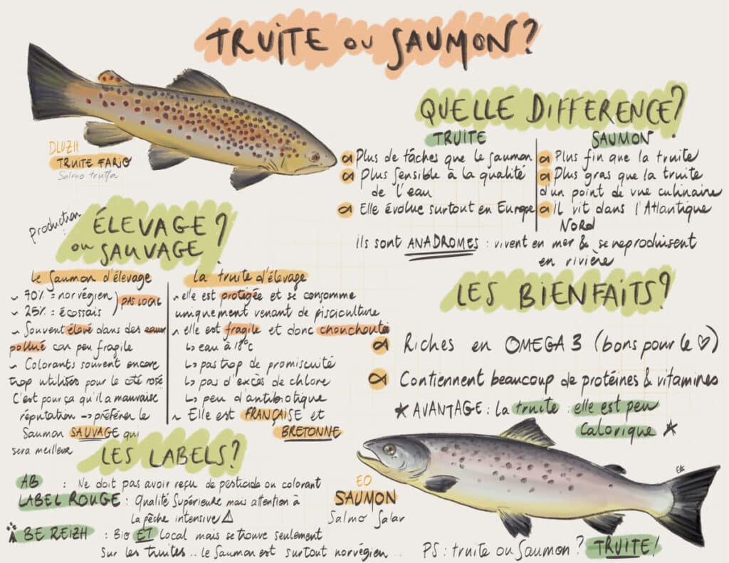 Truite ou saumon ? Santé, Bienfaits... le guide pour mieux choisir
