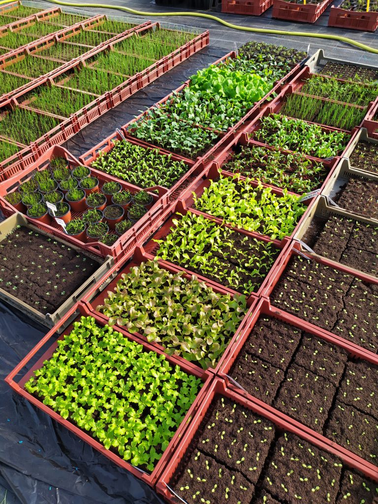 Ty Plant, pépinière locale, Bretonne et BIO ! 🌱 Ty Plant, pépinière locale, Bretonne et BIO ! 🌱