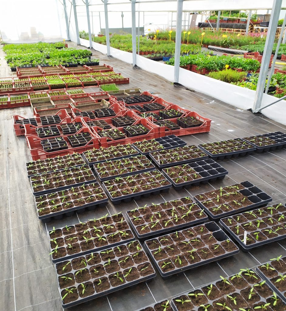 Ty Plant, pépinière locale, Bretonne et BIO ! 🌱 Ty Plant, pépinière locale, Bretonne et BIO ! 🌱