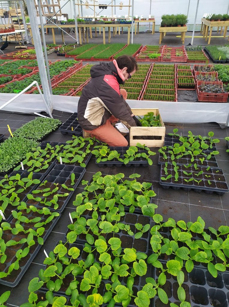 Ty Plant, pépinière locale, Bretonne et BIO ! 🌱 Ty Plant, pépinière locale, Bretonne et BIO ! 🌱