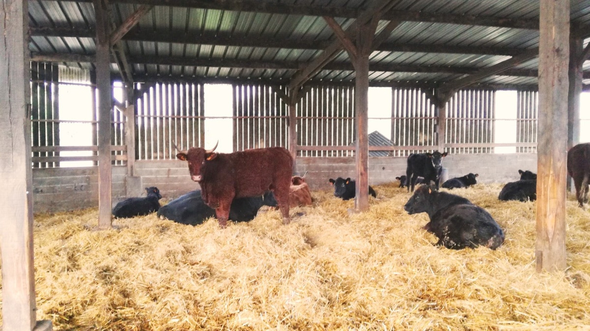 La vache est-elle réellement un animal herbivore ? 🧐