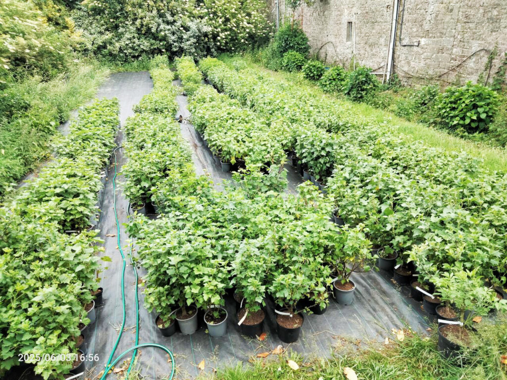 Viva Cité - La pépinière des petits fruitiers à La Roche-Jaudy