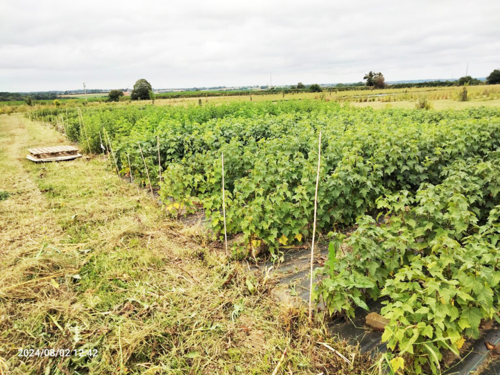 Viva Cité - La pépinière des petits fruitiers à La Roche-Jaudy